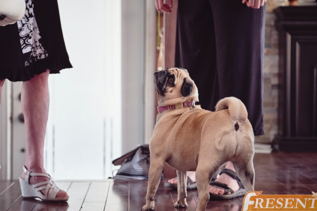 adult pug beside person's feet